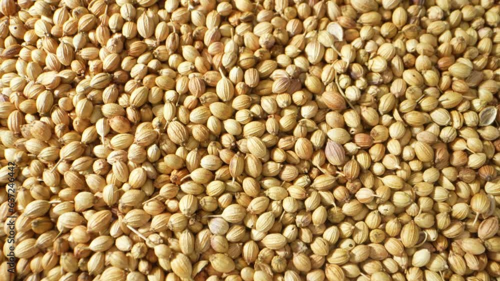 Coriander seeds are aromatic, tancolored seeds from the coriander