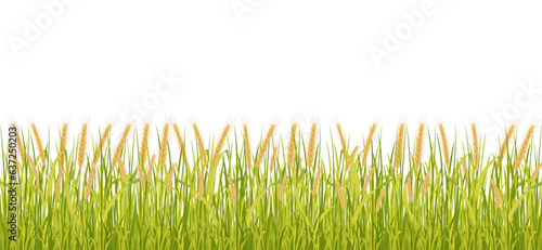 Wheat field seamless border. Vector background of high growth of cereal crops.