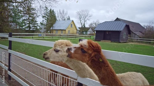 Caucasian woman in a pink coat and brown hair feeding two cute llamas  photo