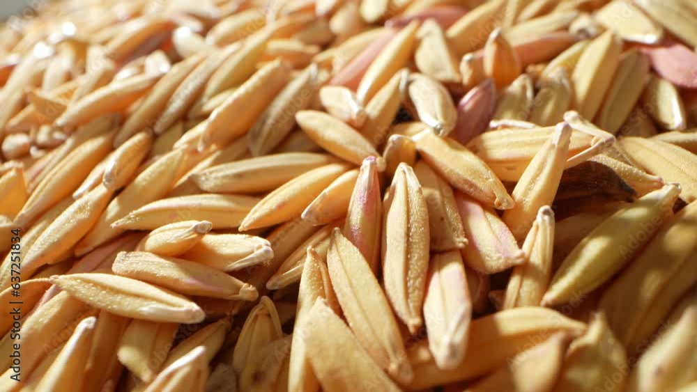 Thai jasmine rice paddy seeds Fragrant and slender, these premium rice