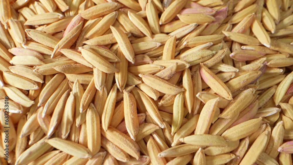 The intricate world of Thai jasmine rice paddy seeds through a probe lens. The essence of purity and perfection encapsulated in each tiny grain, promising a fragrant and flavorful culinary experience. The intricate world of Thai jasmine rice paddy seeds through a probe lens. The essence of purity and perfection encapsulated in each tiny grain, promising a fragrant and flavorful culinary experience.