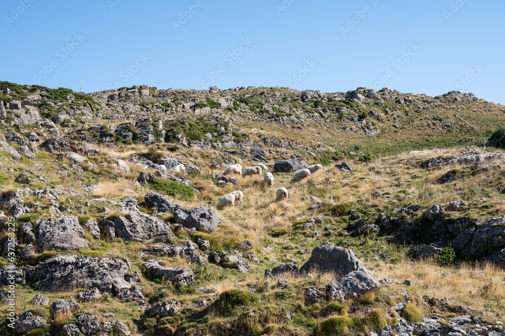 sheep of the pyrenees in the mountains of the pyrenees