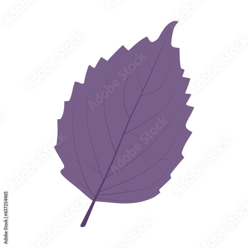 Ocimum basilicum. Basil leaf on a white background.