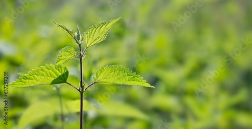 closeup on textured leaf of nettle in light on green background