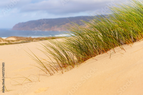 Fototapeta Naklejka Na Ścianę i Meble -  Guincho beach, Portugal, summer, dunes