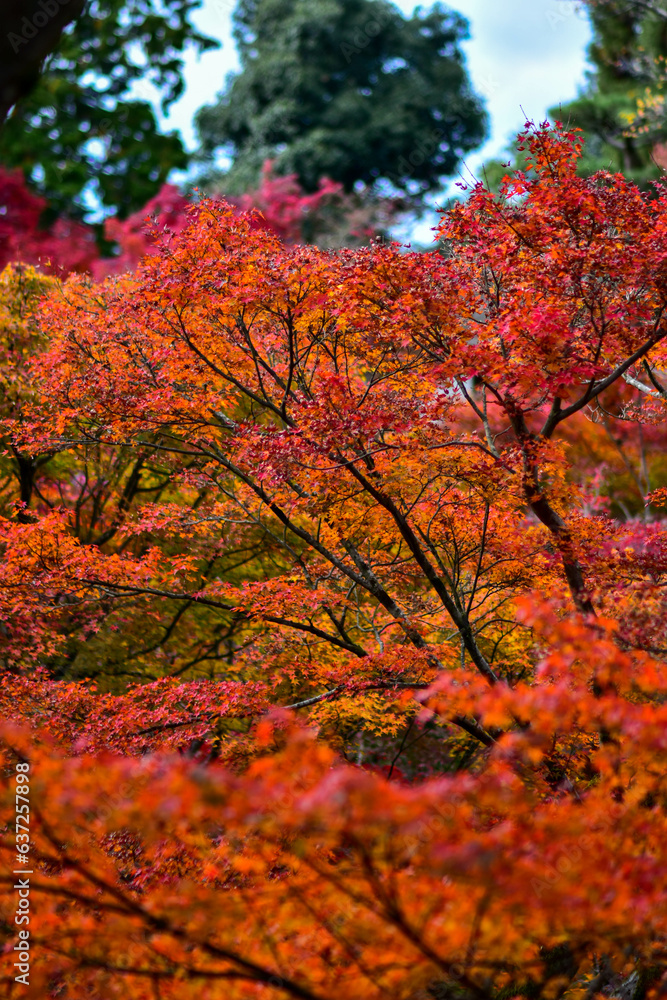 Red or Yellpw maple leaves in the spring seasons in Kyoto, Japan. Good place to travel for the tourists around the world. Red or Yellpw maple leaves in the spring seasons in Kyoto, Japan. Good place to travel for the tourists around the world.
