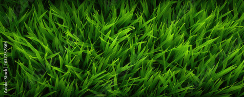 Green grass top view. Grass or lawn wide banner or panorama photo