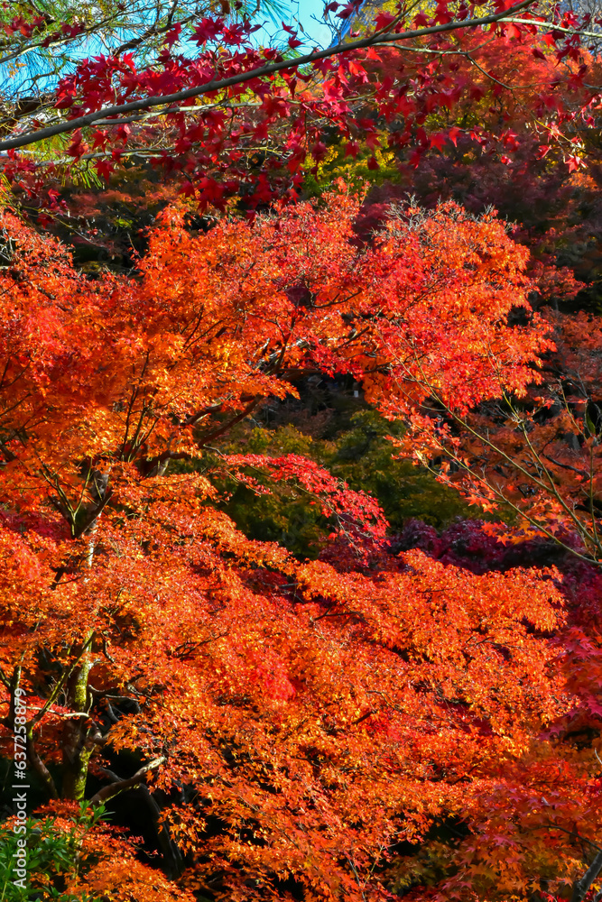 Red or Yellpw maple leaves in the spring seasons in Kyoto, Japan. Good place to travel for the tourists around the world. Red or Yellpw maple leaves in the spring seasons in Kyoto, Japan. Good place to travel for the tourists around the world.