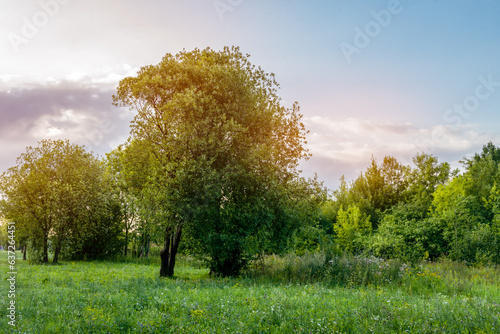 Beautiful summer landscape - green trees and a field