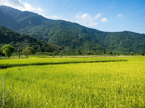 Rice paddies and mist mountains in summer in Hualien, Taiwan. © CarlosTamsui