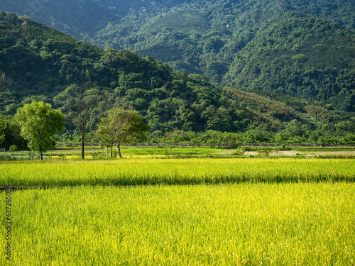 Rice paddies and mist mountains in summer in Hualien, Taiwan. photo