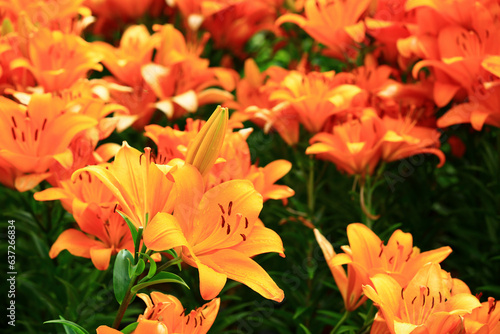 Mid-century Lily or Species Lilium or Morning Star Lily or Salisbury s Lily flowers blooming in the garden