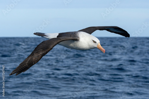Campbell Mollymawk Albatross  Thalassarche impavida  seabird in flight gliding with view of upperwings and the ocean and sky in background. Tutukaka  New Zealand.