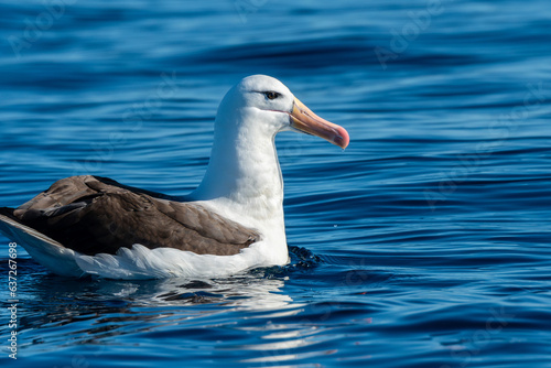 Campbell Mollymawk Albatross (Thalassarche impavida) seabird sitting on ocean with small waves. Tutukaka, New Zealand photo