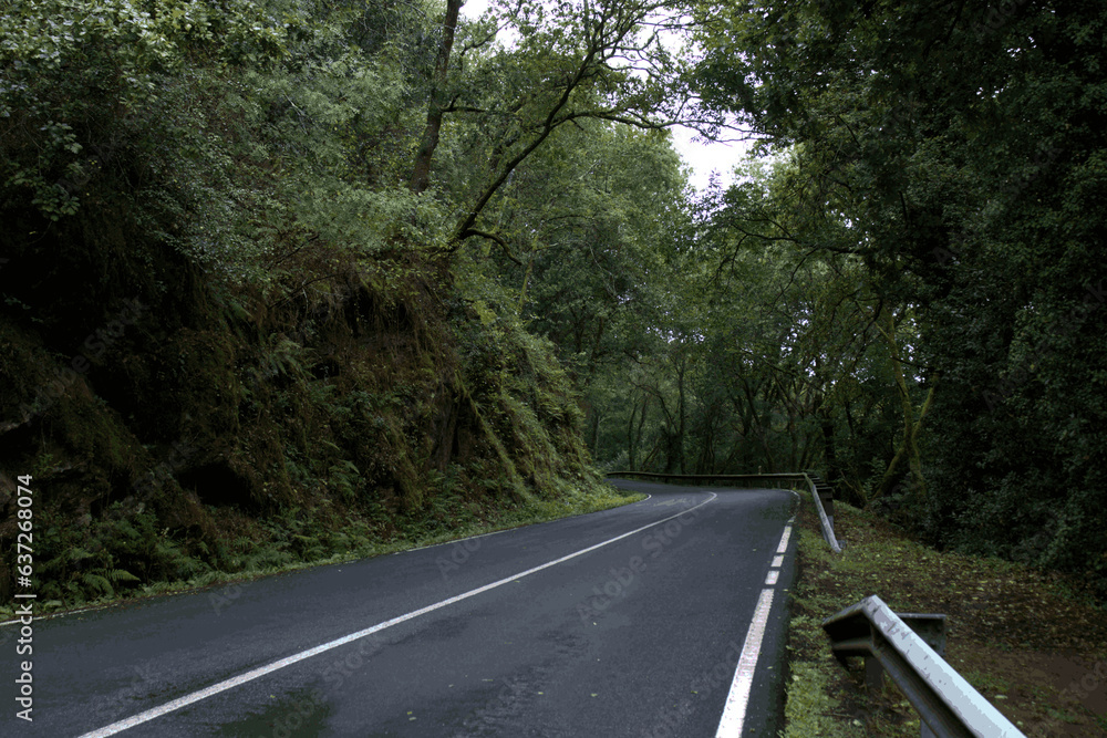 Obraz premium road in the forest