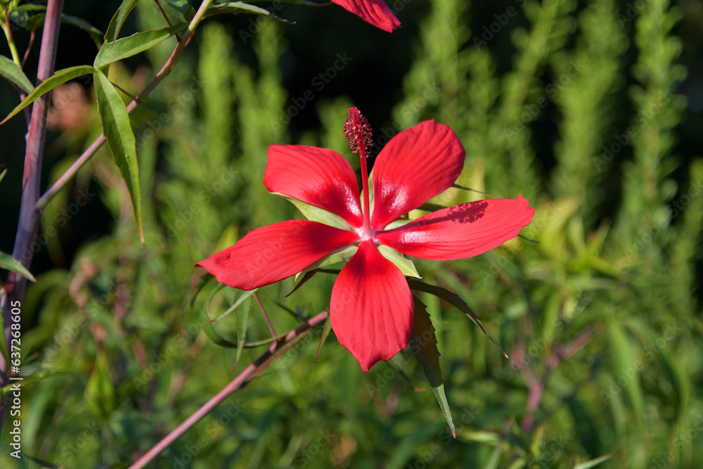 ハイビスカスの花びらを細くしたようなモミジアオイ