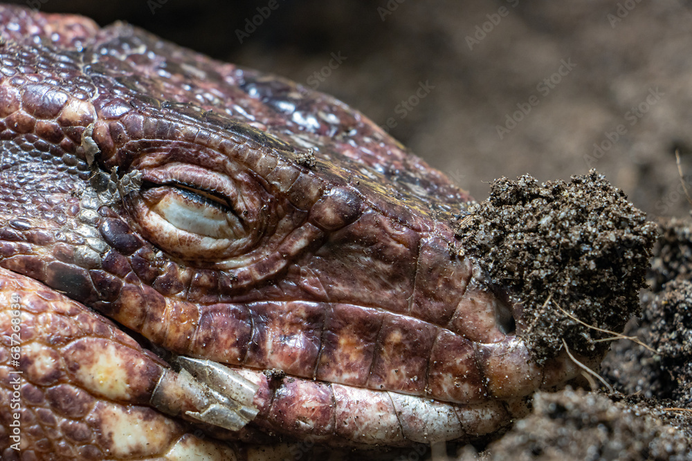 Fototapeta premium portrait of the Red Tegu reptile - Salvator Rufescens, lying on the ground with clay on its nose