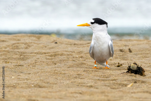 Critically endangered New Zealand Fairy Tern (Sternula nereis) resting on sandy beach in-between feeding. Has leg banding - Waipu, New Zealand photo