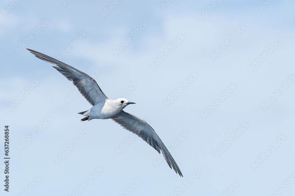 Grey Noddy Ternlet (Procelsterna cerulea) in flight with view of underwings with sky background. Tutukaka, New Zealand