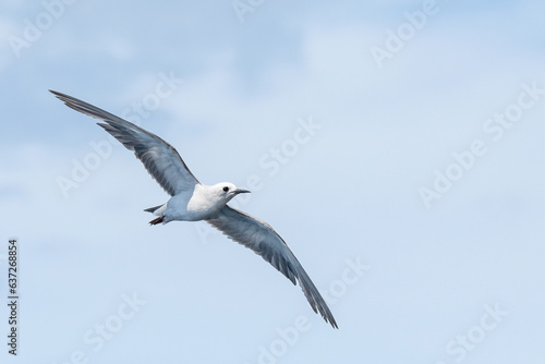 Grey Noddy Ternlet (Procelsterna cerulea) in flight with view of underwings with sky background. Tutukaka, New Zealand