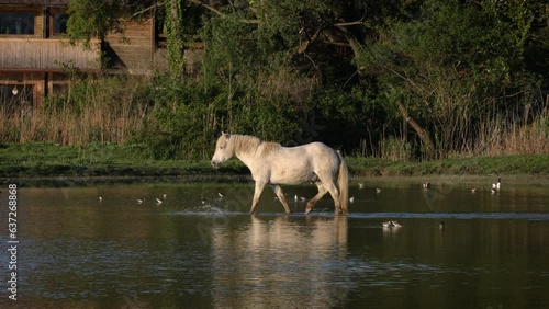 4k, animal, animals, beach, beautiful, beauty, White Wild Horse walking over water in protected area of Isola della cona - Italy photo