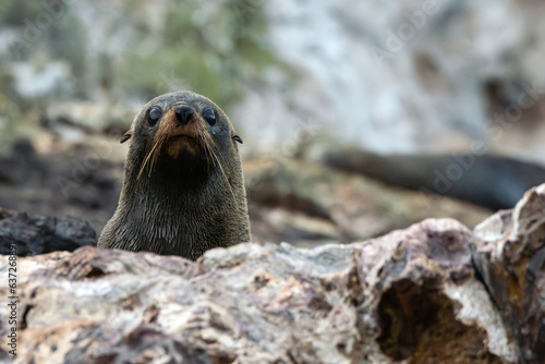New Zealand Fur Seal looking straight ahead over rocks, with rocky island background