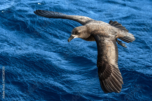 Grey-faced Petrel (Pterodroma macroptera) seabird in flight gliding with view of upperwings and ocean below. Tutukaka, New Zealand. photo