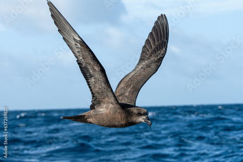 Grey-faced Petrel (Pterodroma macroptera) seabird in flight  with ocean and sky in background. Tutukaka, New Zealand.