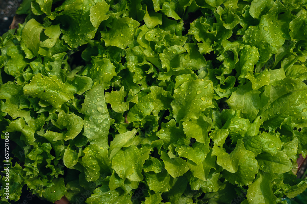 Green lettuce leaves after rain - obrazy, fototapety, plakaty 