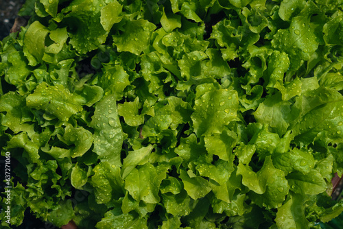 Green lettuce leaves after rain