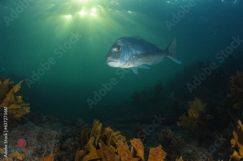 Australasian snapper Pagrus auratus on kelp covered reef in late evening. Location: Leigh New Zealand photo