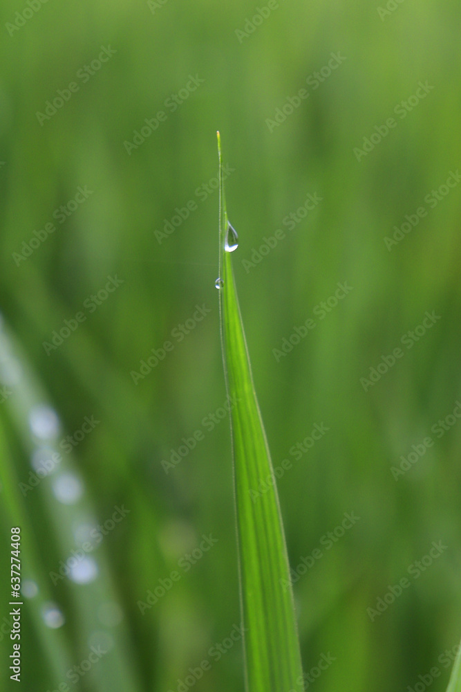 dew drops on grass