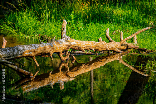 Drzewo w wodzie © Piotr