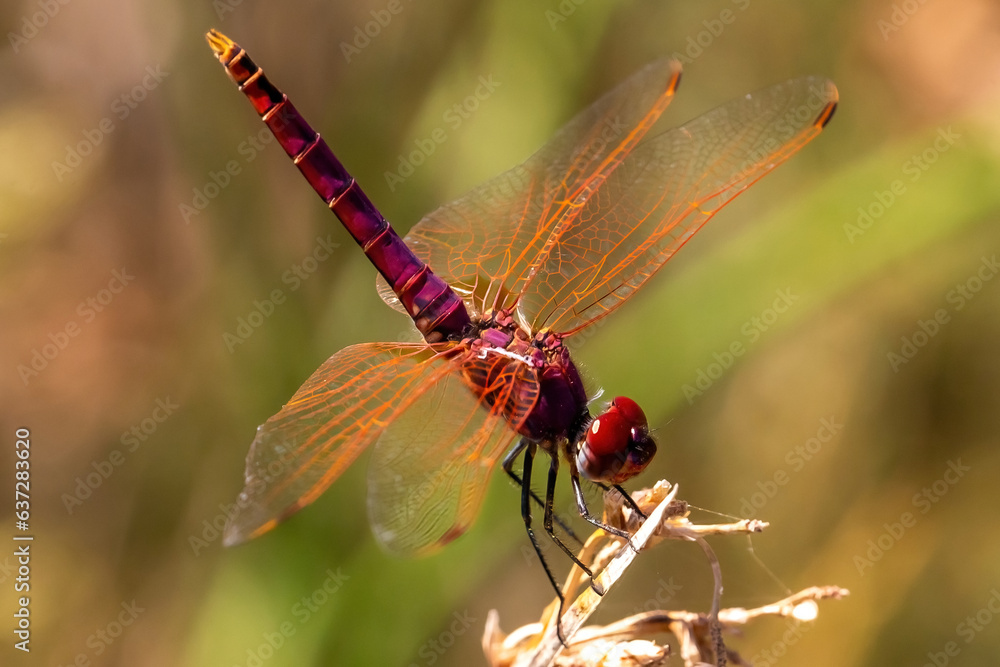 Macro photo of the red arrow dragonfly. Dragonfly with striking colors. Small winged insect. Macro photo of the red arrow dragonfly. Dragonfly with striking colors. Small winged insect.