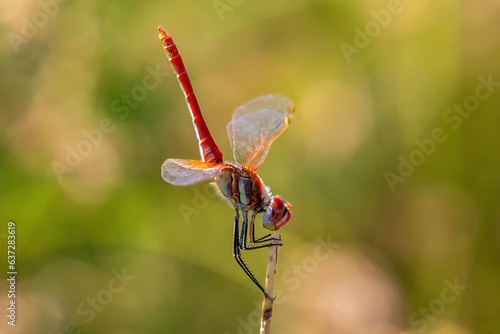 Macro photo of the red arrow dragonfly. Dragonfly with striking colors. Small winged insect. photo