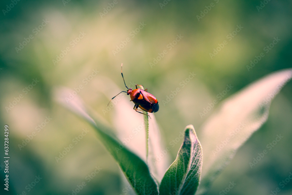 Insecte perché Insecte perché
