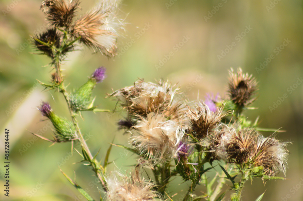 Closeup of bull thistle flowers and seeds with blurred background Closeup of bull thistle flowers and seeds with blurred background