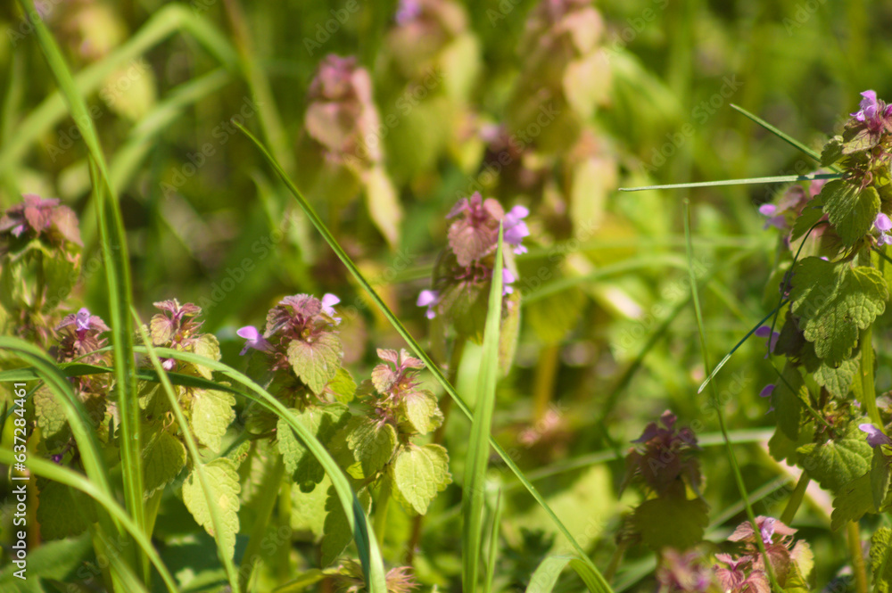 Closeup of purple dead nettle flowers with selective focus on foreground