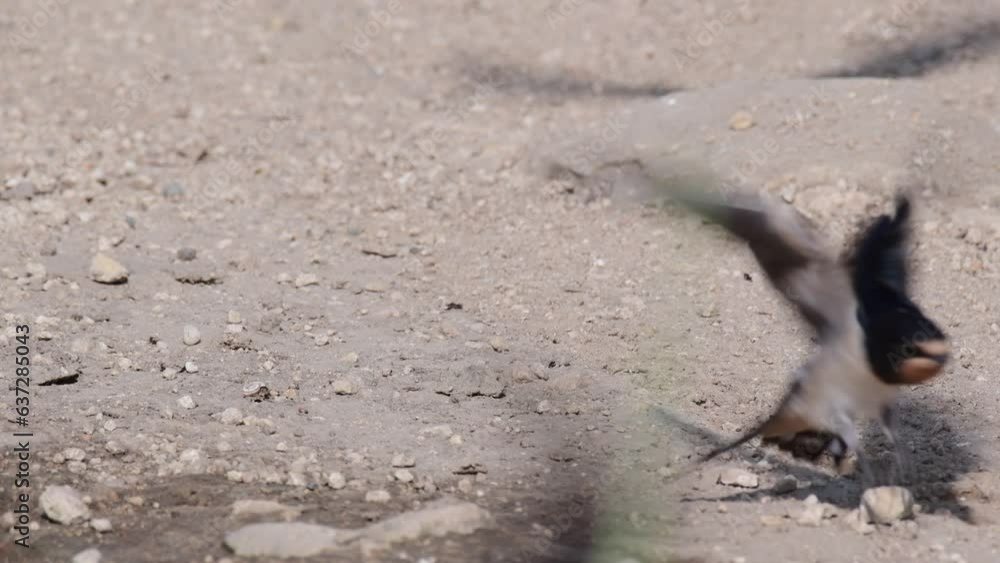 Barn swallow Hirundo rustica in the wild. Barn swallow Hirundo rustica in the wild.