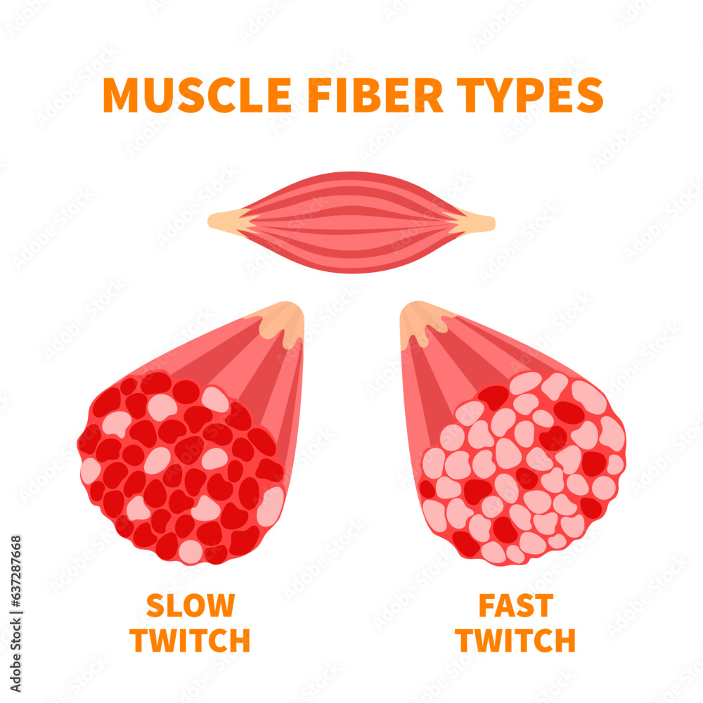 Skeletal muscle fiber types with slow twitch and fast twitch cross