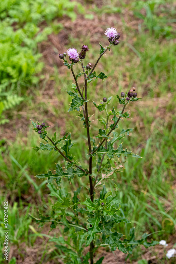 Acker-Kratzdistel / Distel in der Blüte Acker-Kratzdistel / Distel in der Blüte