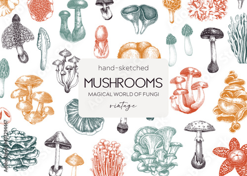 Forest mushrooms background. Edible mushrooms banner. Fungi, healthy food, vegan product sketches. Autumn hand-drawn vector illustration. Engraved design template, card, print, packaging