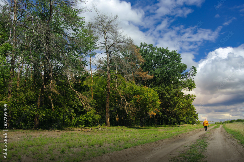 Fototapeta premium A woman walks along a rural road. Deciduous forest against the blue sky. Beautiful rural landscape on a sunny day. Selective focus.