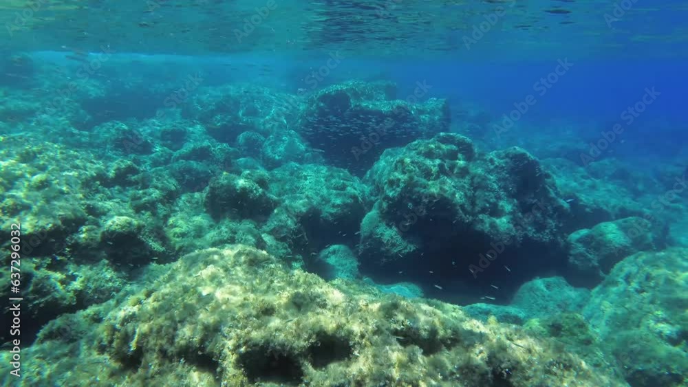 Snorkeling: camera moves over a rocky underwater landscape with numerous fish and algae. Snorkeling: camera moves over a rocky underwater landscape with numerous fish and algae.