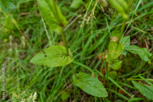 Sauerampfer Blätter photo