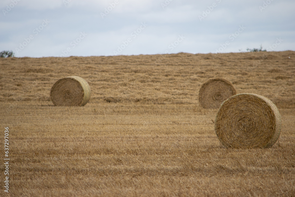 Wheat crop rolls in a countryside farm, Leeds, United kingdom
