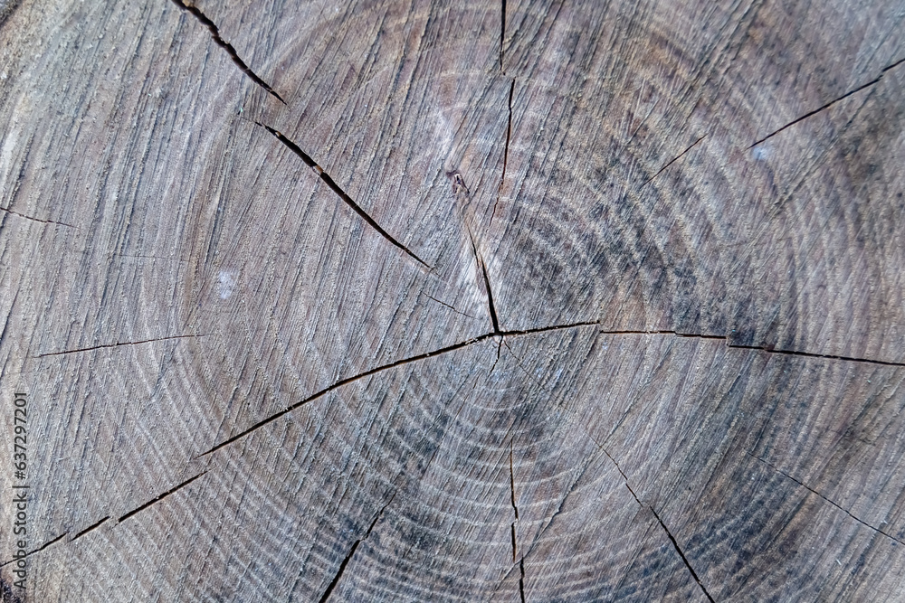 Fototapeta premium Beautiful wooden fracture old oak, natural texture close up