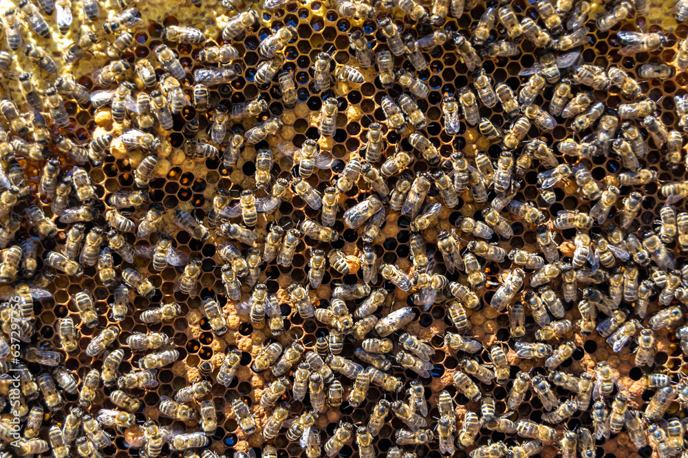 Abstract hexagon structure is honeycomb from bee hive filled Abstract hexagon structure is honeycomb from bee hive filled