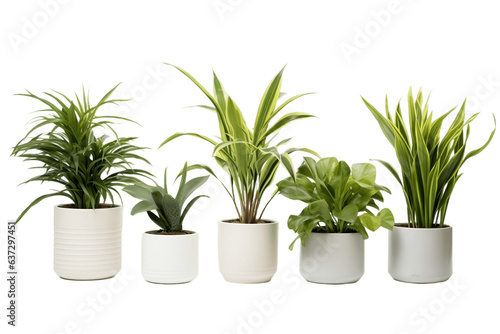 A collection of houseplants in a pot, isolated on a white background, Generative Ai