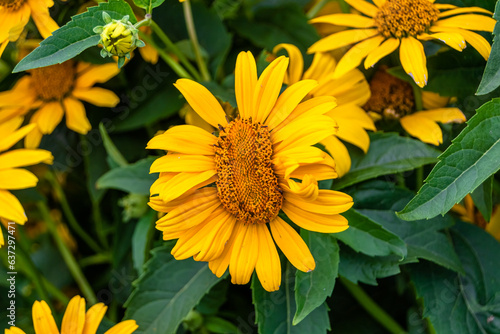 Fine wild growing flower aster false sunflower on background meadow photo